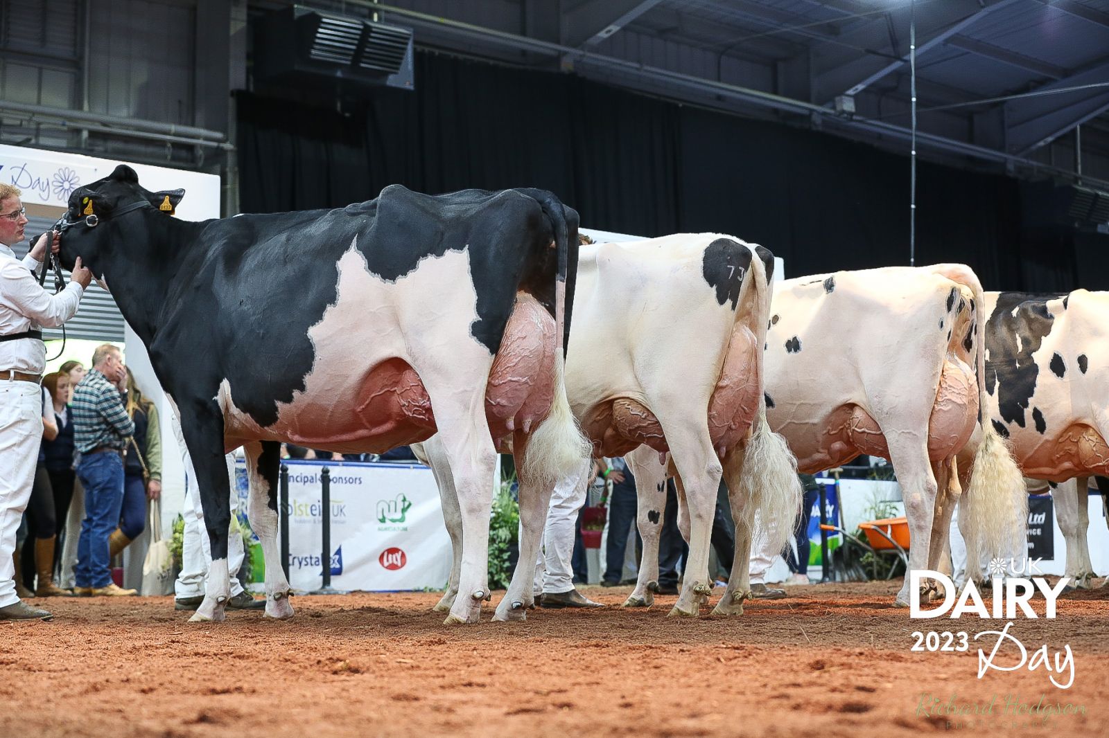Wilt Bailay does it again RES. GRAND CHAMPION UK Dairy Day 2023